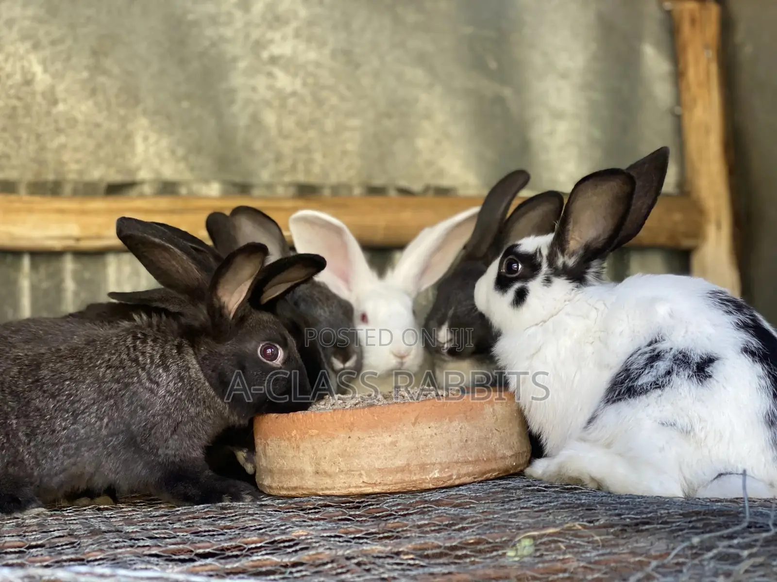 Rabbit Kits / Breeders