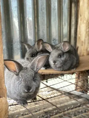 Rabbit Kits / Breeders