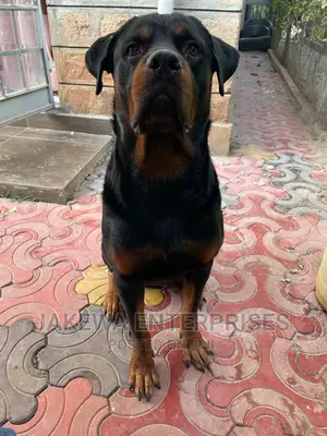 1+ year Male Purebred Rottweiler