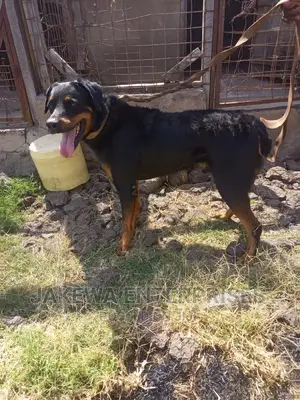1+ year Male Purebred Rottweiler