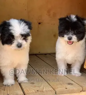 1-3 months Male Purebred Havanese