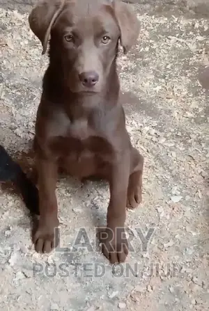 1-3 months Female Purebred Labrador Retriever