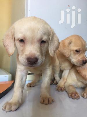 Baby Female Purebred Labrador Retriever