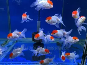 Beautiful Oranda Goldfish