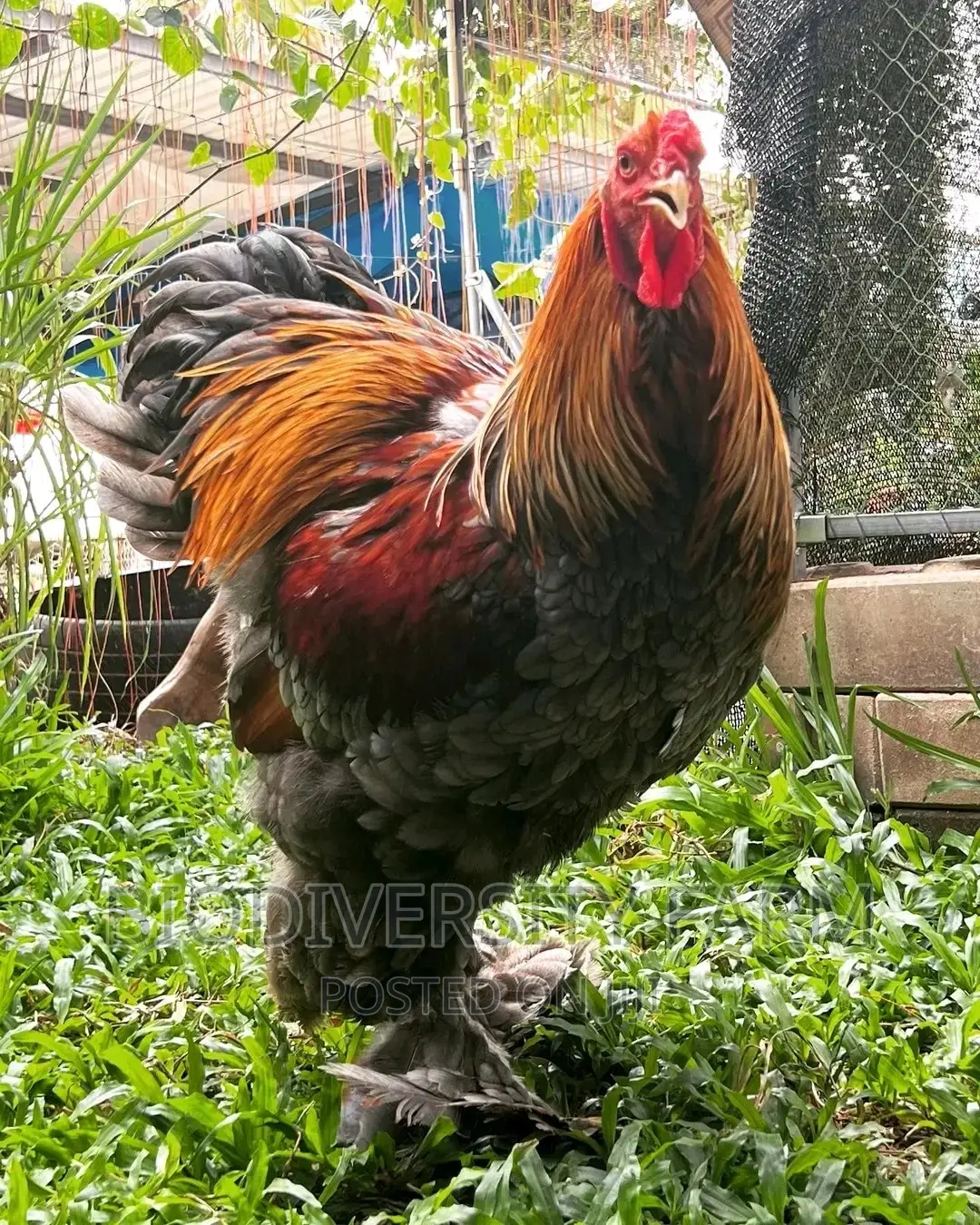 Ornamental, Exotic, Unique Poultry