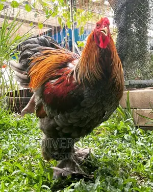 Ornamental, Exotic, Unique Poultry