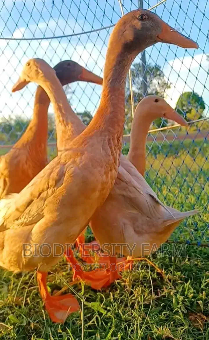Ornamental, Exotic, Unique Poultry