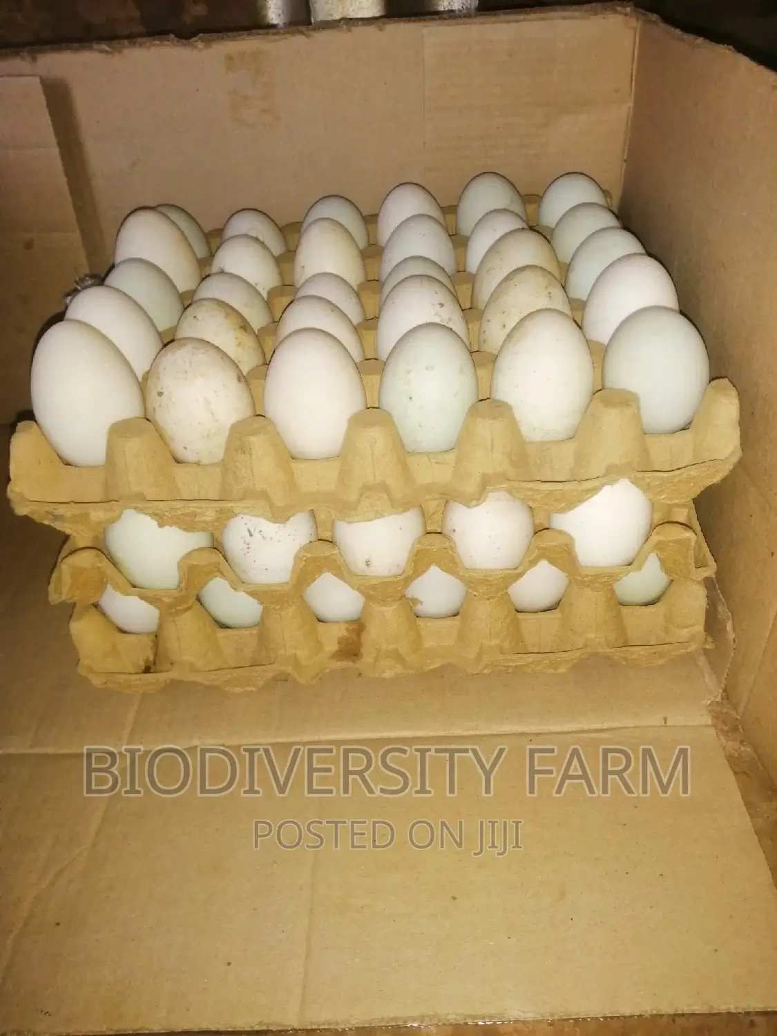 Ornamental, Exotic, Unique Poultry