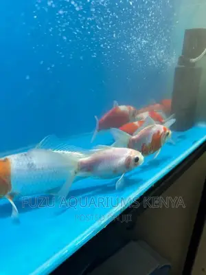 5 Inch Goldfish