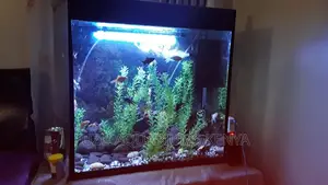 Aquarium - Small Live Plant Aquarium