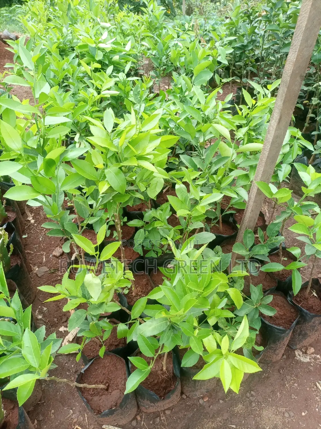 Eureka Lemon