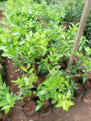 Eureka Lemon