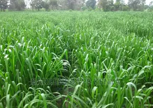 Garden Plants,Seeds,Trees, Fertilizers and Lawn Grass