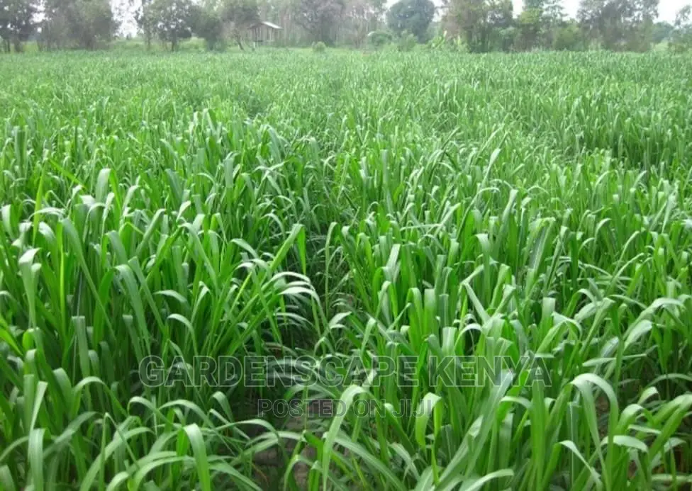 Garden Plants,Seeds,Trees, Fertilizers and Lawn Grass