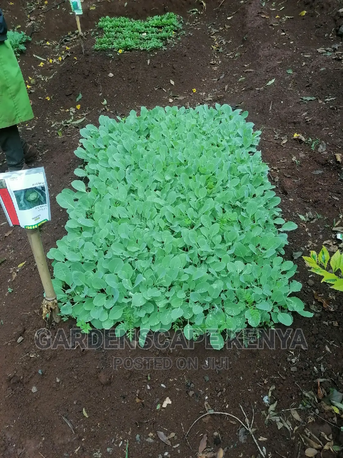 Garden Plants,Seeds,Trees, Fertilizers and Lawn Grass