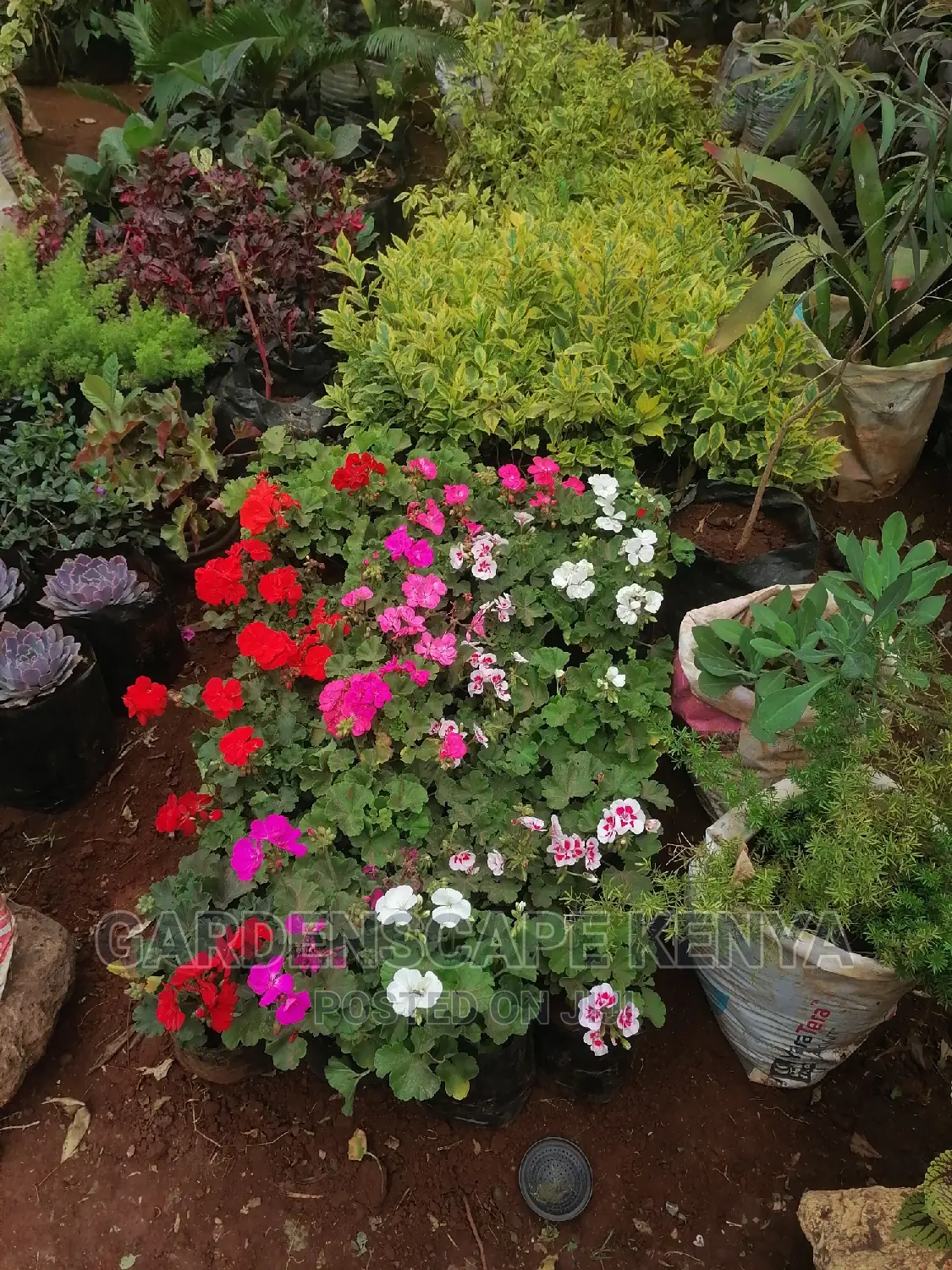 Garden Plants,Seeds,Trees, Fertilizers and Lawn Grass