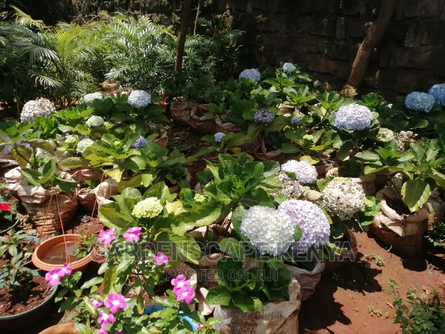 Garden Plants,Seeds,Trees, Fertilizers and Lawn Grass