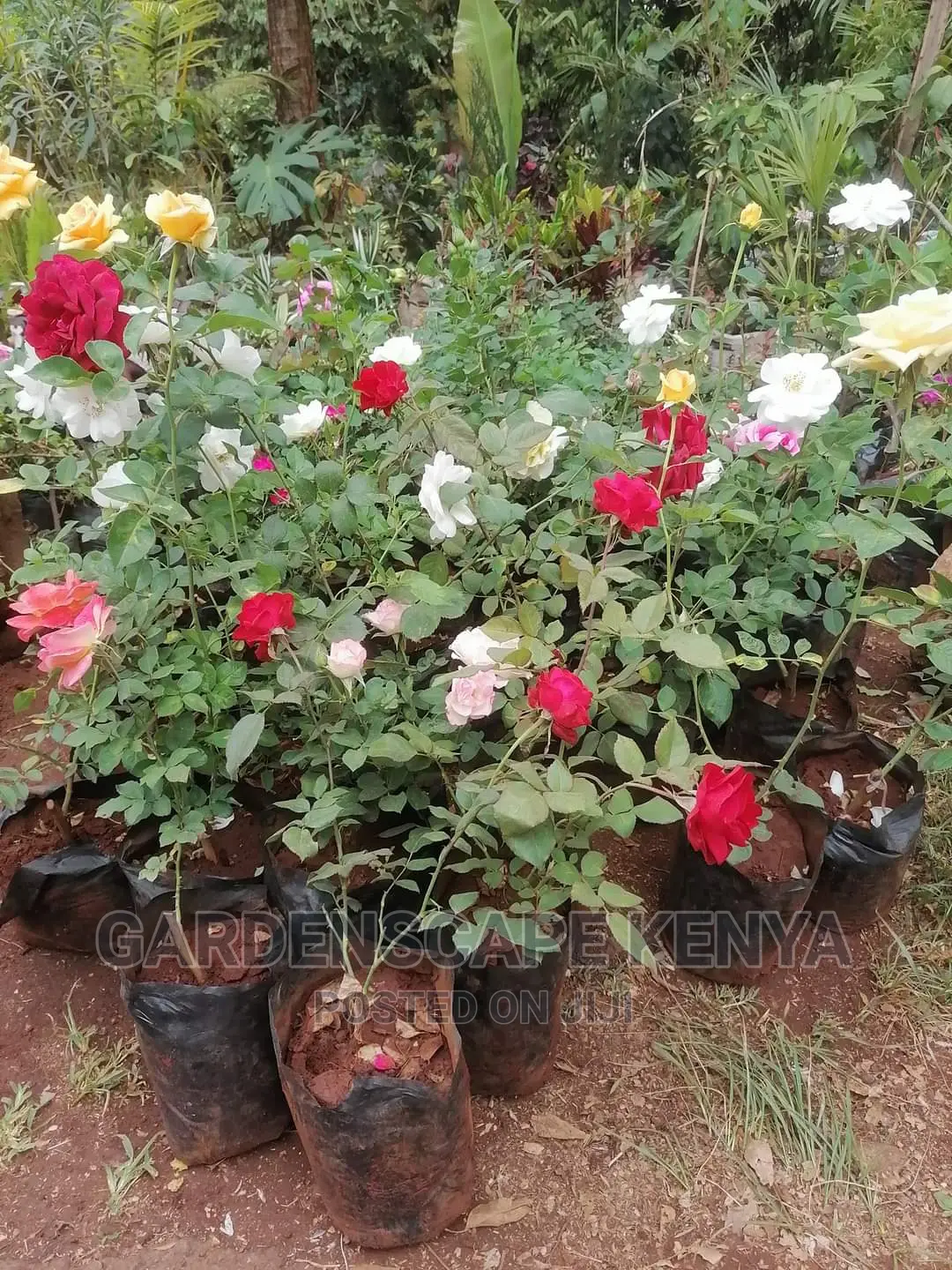 Garden Plants,Seeds,Trees, Fertilizers and Lawn Grass