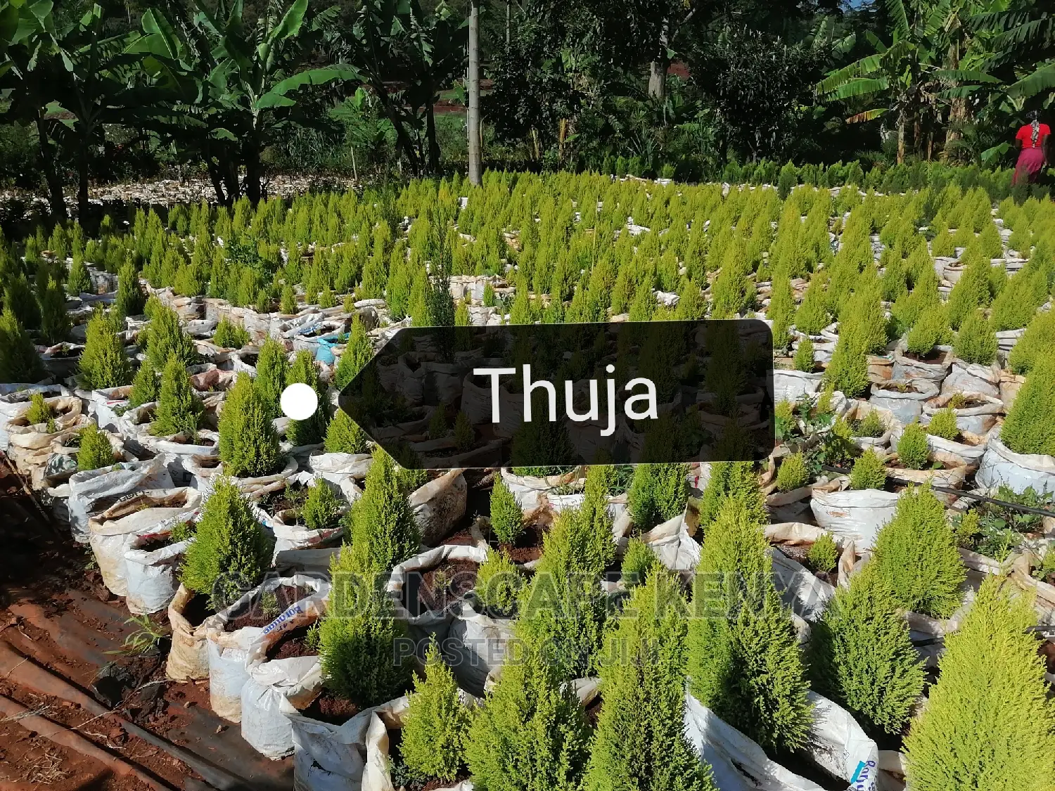 Garden Plants,Seeds,Trees, Fertilizers and Lawn Grass