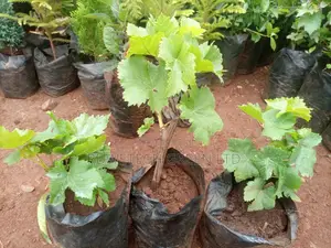 Seedless Grapes ,Red and Green