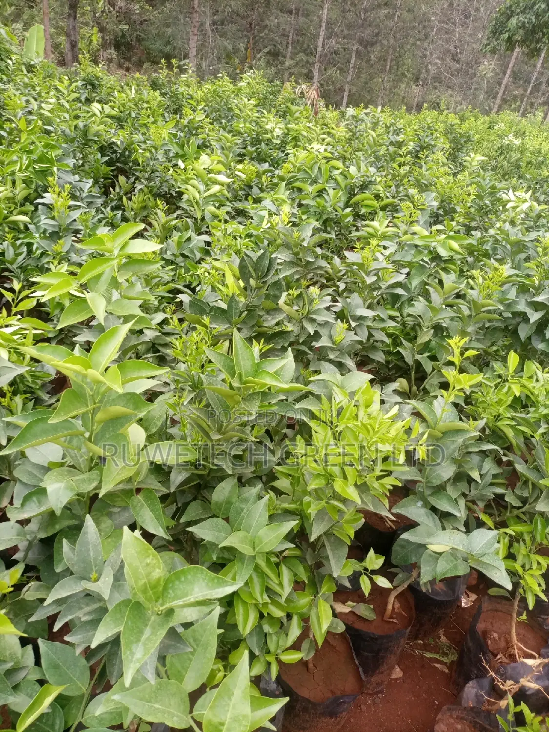Sweet Pixie Seedlings
