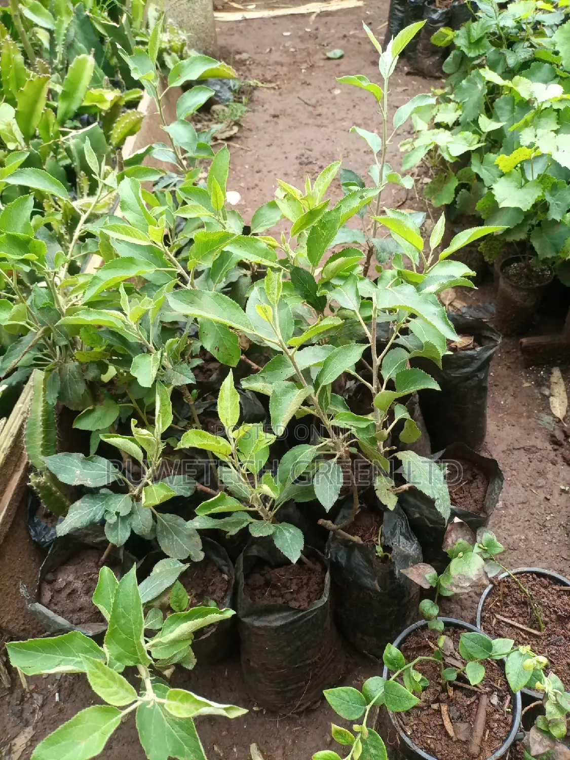 Quality Apples Seedlings