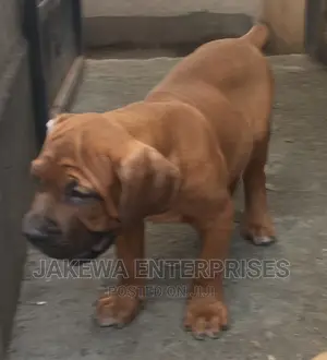 1-3 months Male Purebred Boerboel