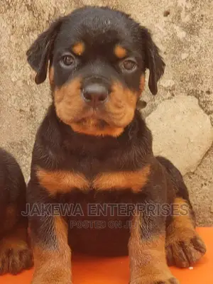 1-3 months Male Purebred Rottweiler