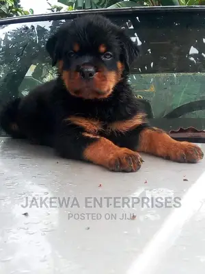 1-3 months Female Purebred Rottweiler