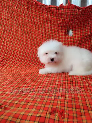 1-3 months Male Purebred Maltese