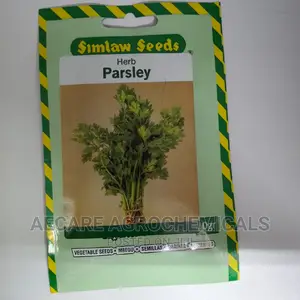 Parsley Italian Giant Herb Seed 10G
