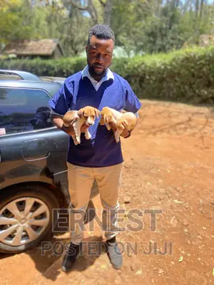 Veterinary Services and Check Ups