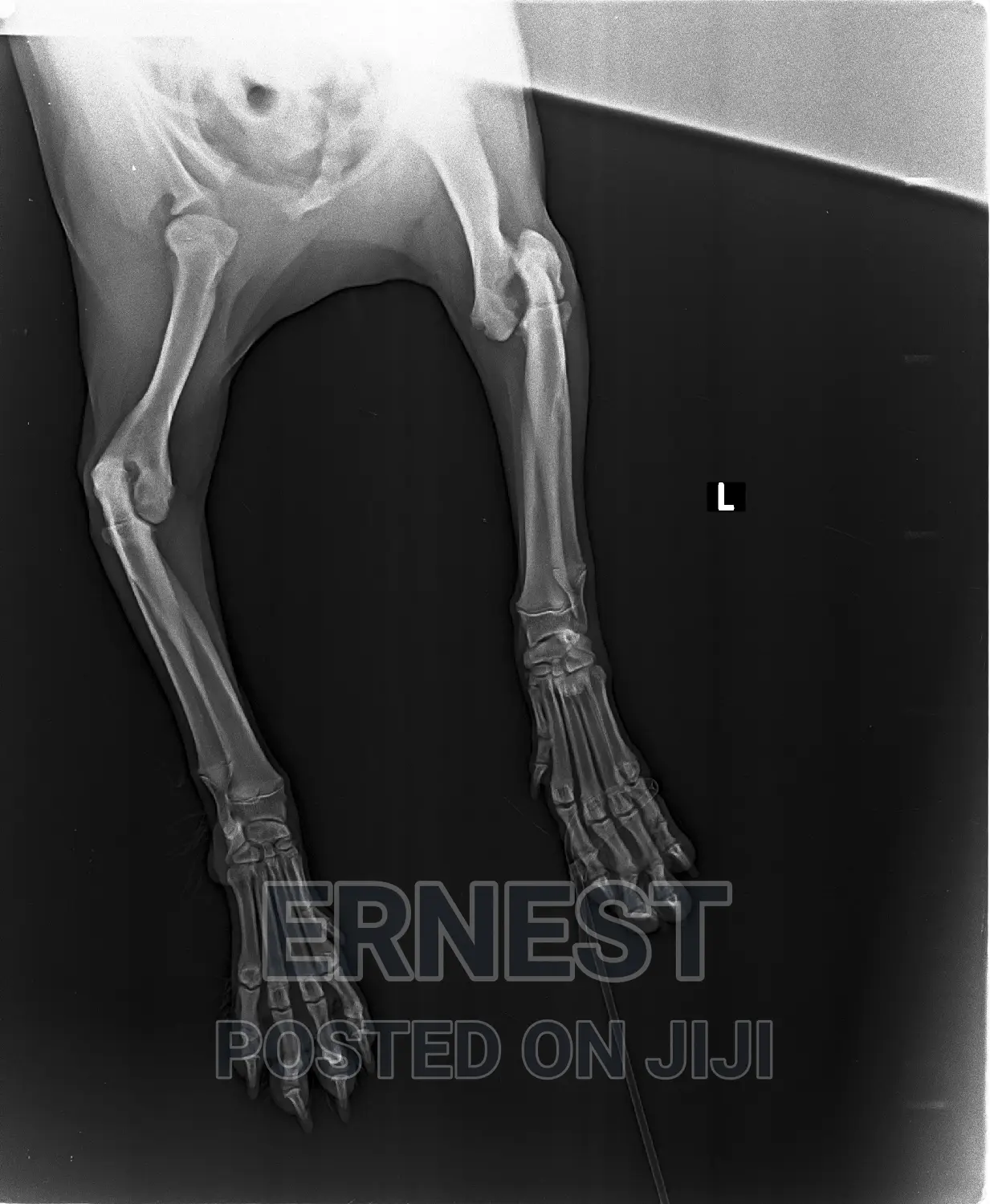 Veterinary Services and Check Ups