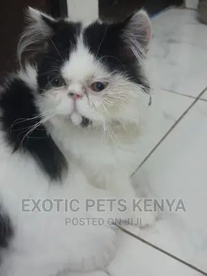 1-3 months Male Purebred Persian