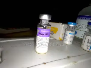 Gumboro Vaccine 500doses for Chickens