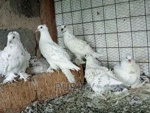 Frillback Pegions