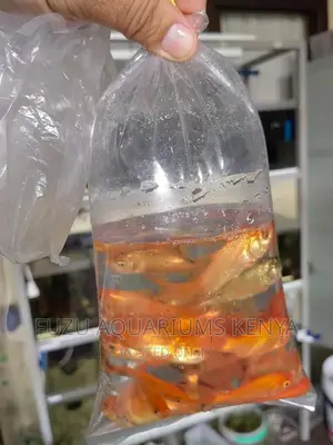 Aquarium Fish - Goldfish