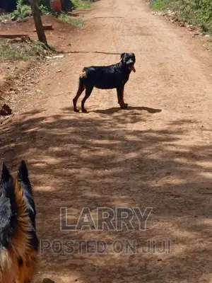 1+ year Female Purebred Rottweiler