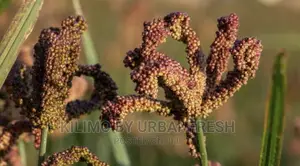Finger Millet Planting Seeds Moq 5.