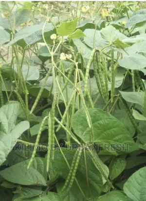 Greengram Planting Seeds Moq 5kgs