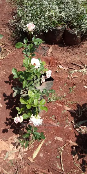 Rose Garden