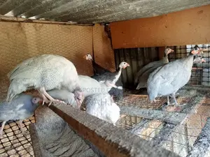 Lavender Guinea Fowl for Sale - Per Bird