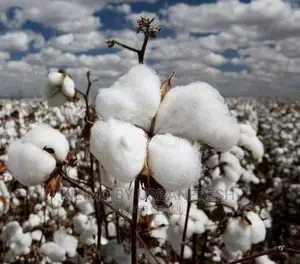 Cotton Seeds for Planting Moq 5kgs