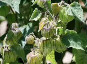 Gooseberry Seedlings 10 Seedlings