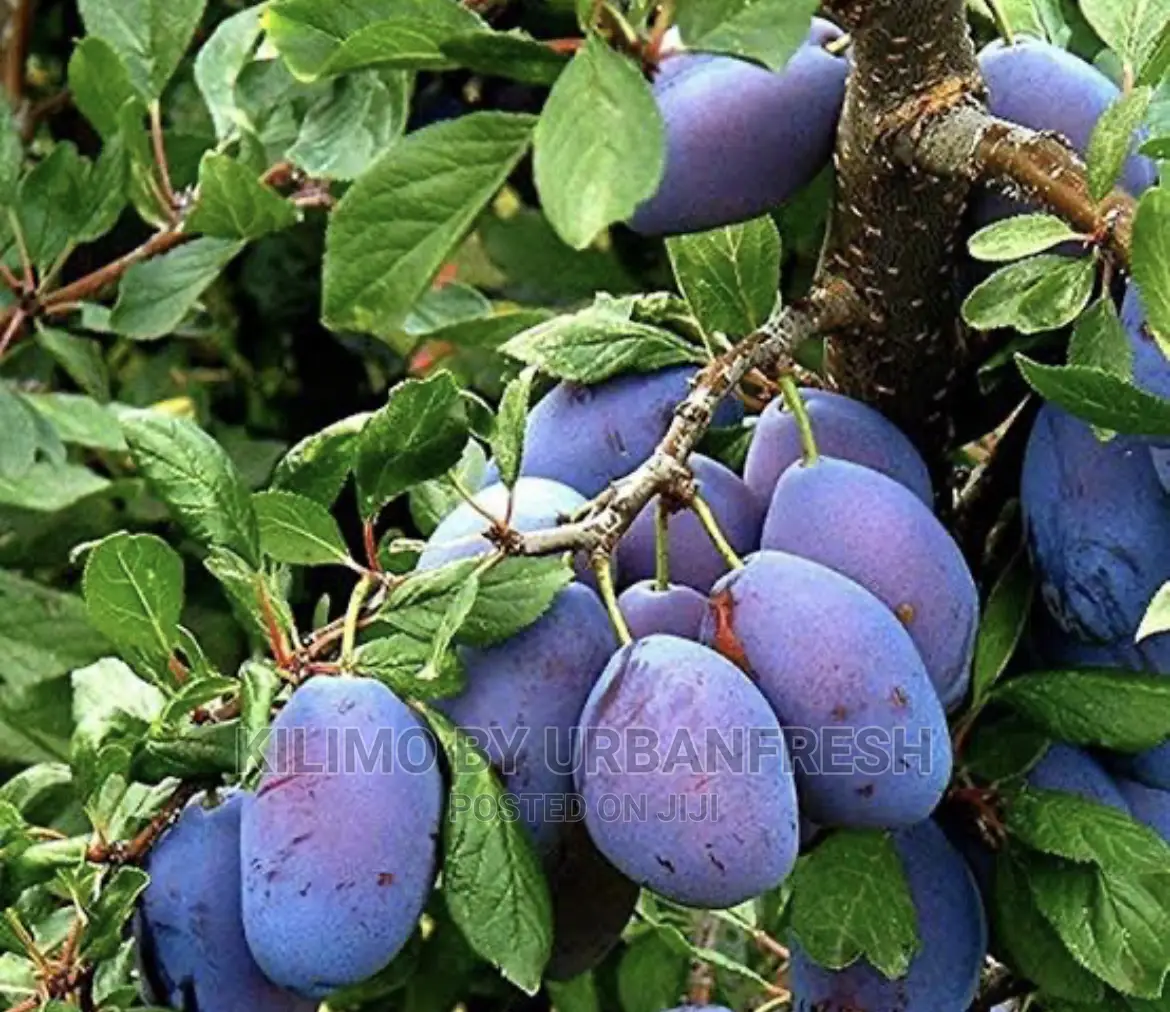 Zambarau ( Damson) Tree Seedlings Moq 5.