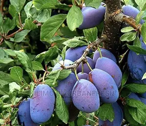 Zambarau ( Damson) Tree Seedlings Moq 5.