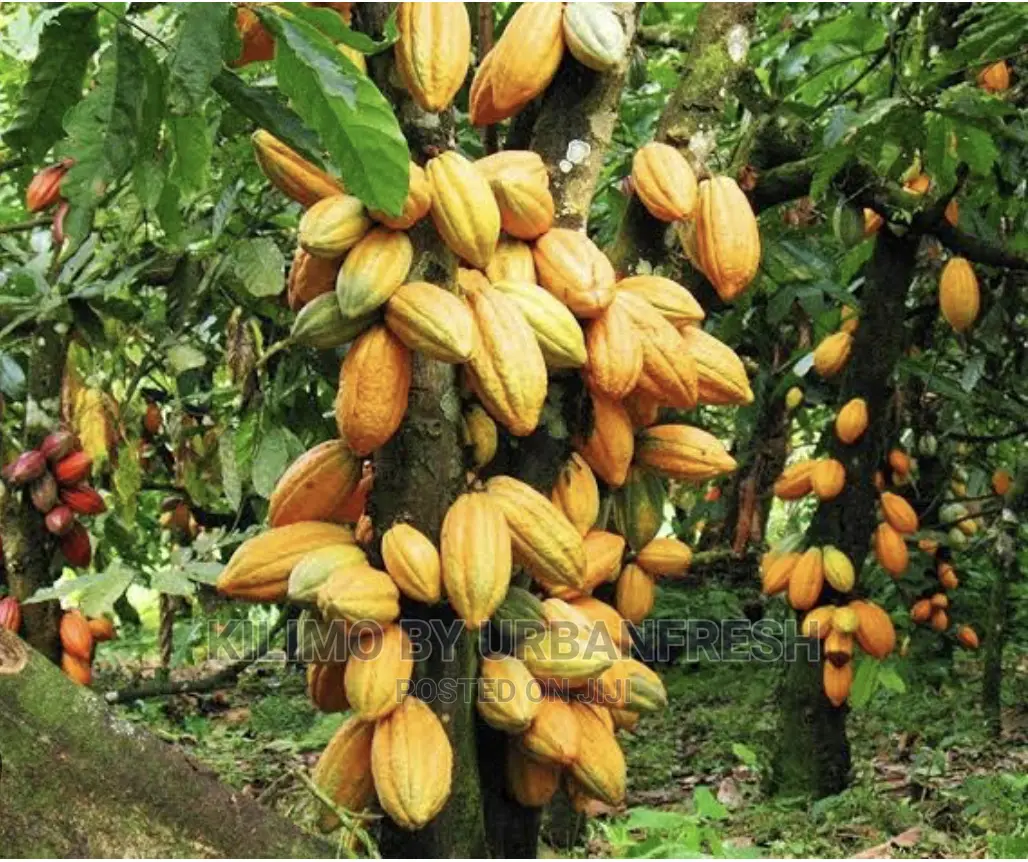 Cocoa Plant Seedlings Moq 5