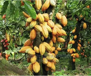 Cocoa Plant Seedlings Moq 5