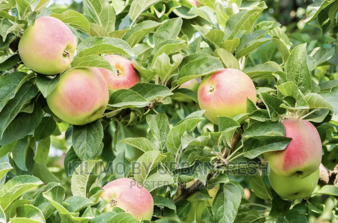 Apple Winter Banana Seedlings Moq 5