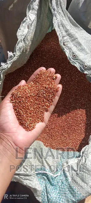 Wimbi Seeds